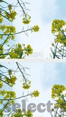 足球比分 单双-足球比分单双，一场充满未知与趣味的数字博弈